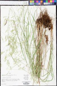 Festuca versuta image