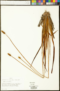 Xyris stricta image