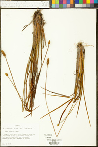 Xyris stricta image