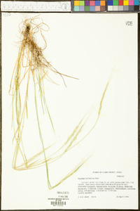 Aegilops cylindrica image