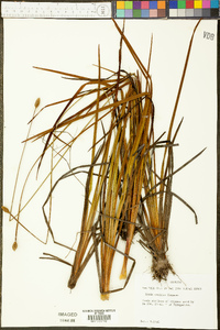 Xyris stricta image