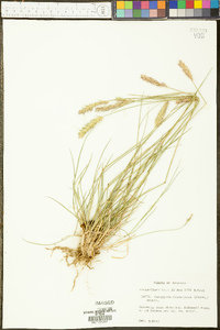 Agropyron cristatum subsp. desertorum image