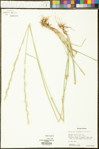 Thinopyrum elongatum image