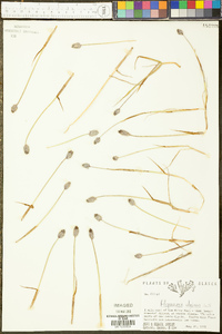 Alopecurus alpinus image