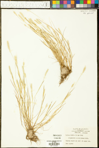 Alopecurus carolinianus image