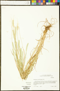 Alopecurus carolinianus image