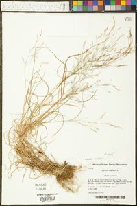 Agrostis capillaris image