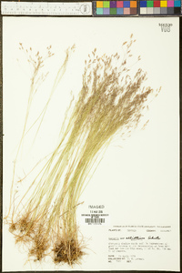 Agrostis elliottiana image