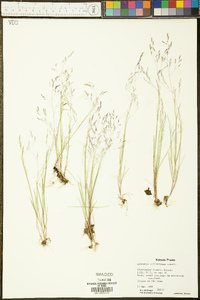 Agrostis elliottiana image