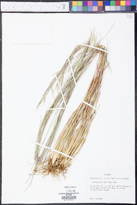 Andropogon capillipes image