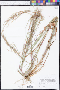 Andropogon divergens image