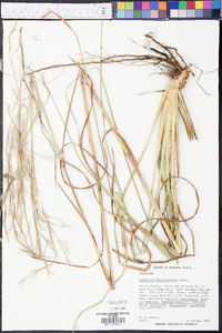 Andropogon brachystachyus image