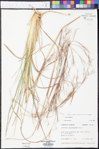 Andropogon brachystachyus image