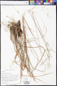 Andropogon arctatus image