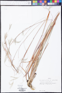 Andropogon arctatus image