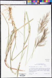 Bothriochloa bladhii image