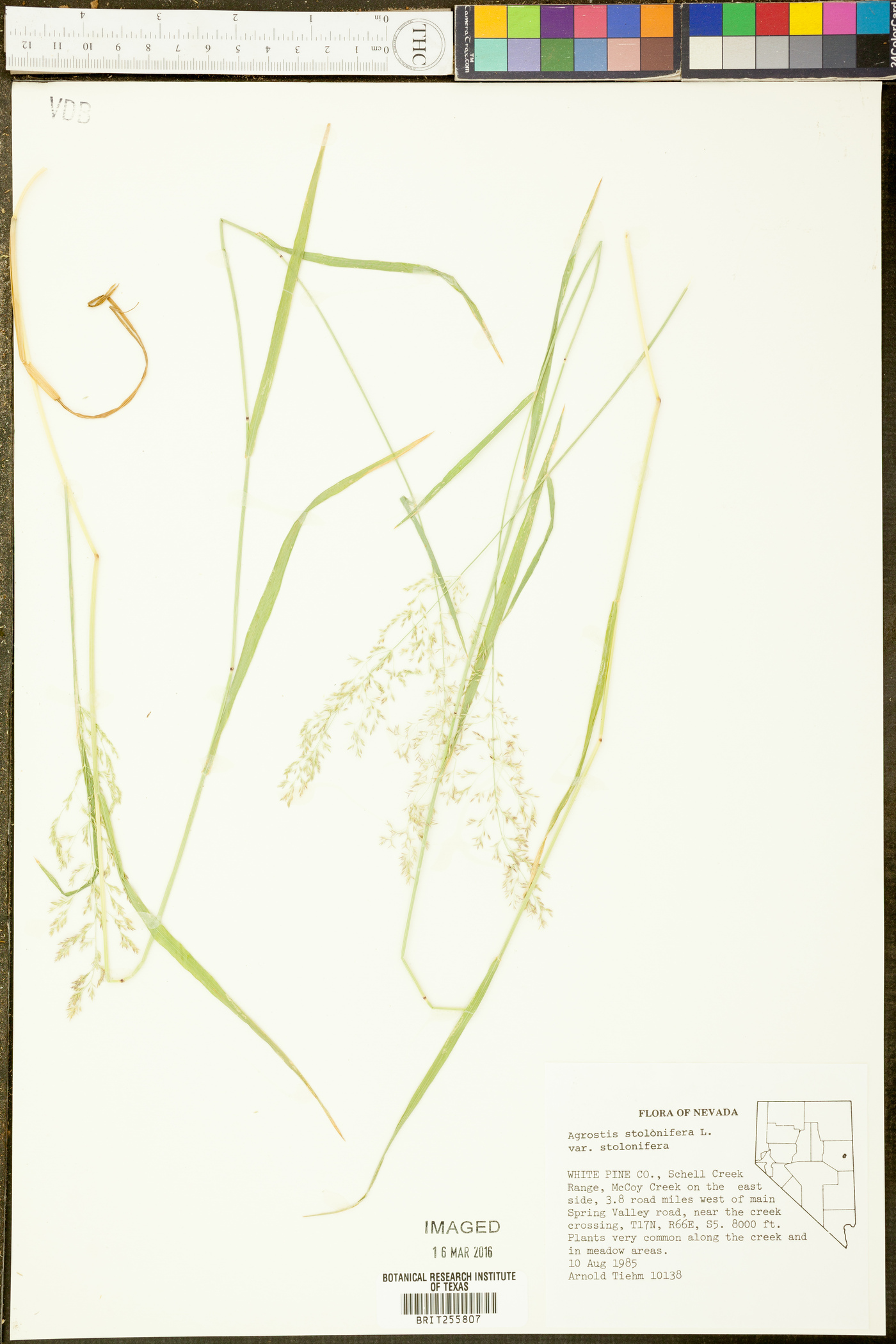 Agrostis stolonifera var. stolonifera image