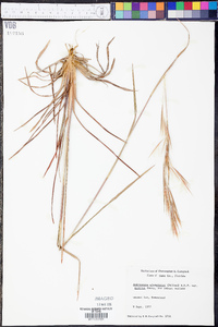 Andropogon glomeratus var. pumilus image