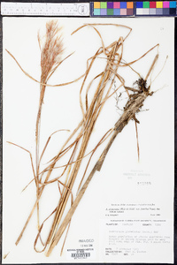 Andropogon glomeratus var. pumilus image