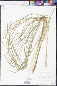 Andropogon glomeratus var. pumilus image