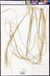 Andropogon glomeratus var. hirsutior image