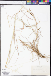 Bothriochloa ischaemum image