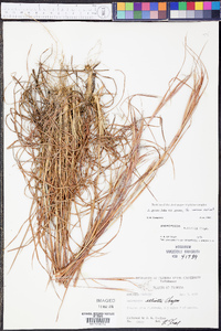 Andropogon gyrans image