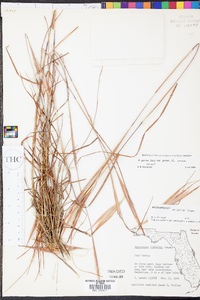 Andropogon gyrans var. gyrans image