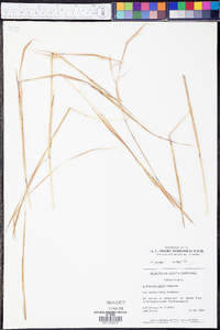 Andropogon gyrans image