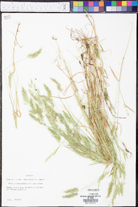 Anthoxanthum aristatum image