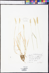 Anthoxanthum odoratum image