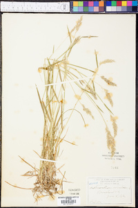 Anthoxanthum odoratum image