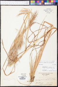 Andropogon glomeratus var. glomeratus image