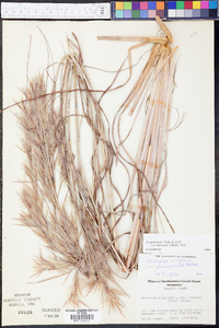 Andropogon glomeratus var. glaucopsis image