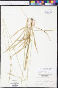 Anthaenantia villosa image