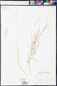 Bothriochloa wrightii image