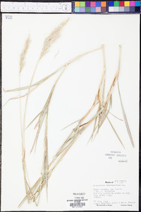 Bothriochloa saccharoides image