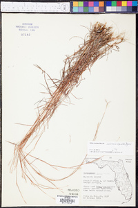 Schizachyrium niveum image