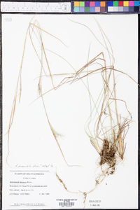 Andropogon perangustatus image