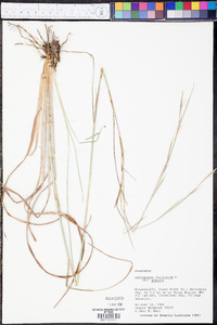 Andropogon virginicus var. glaucus image