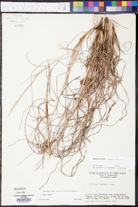 Andropogon ternarius image