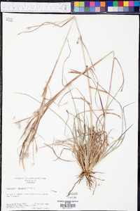 Andropogon ternarius image