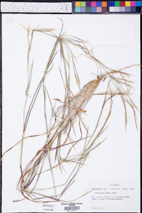 Andropogon tracyi image