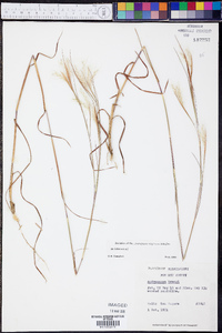 Andropogon tracyi image