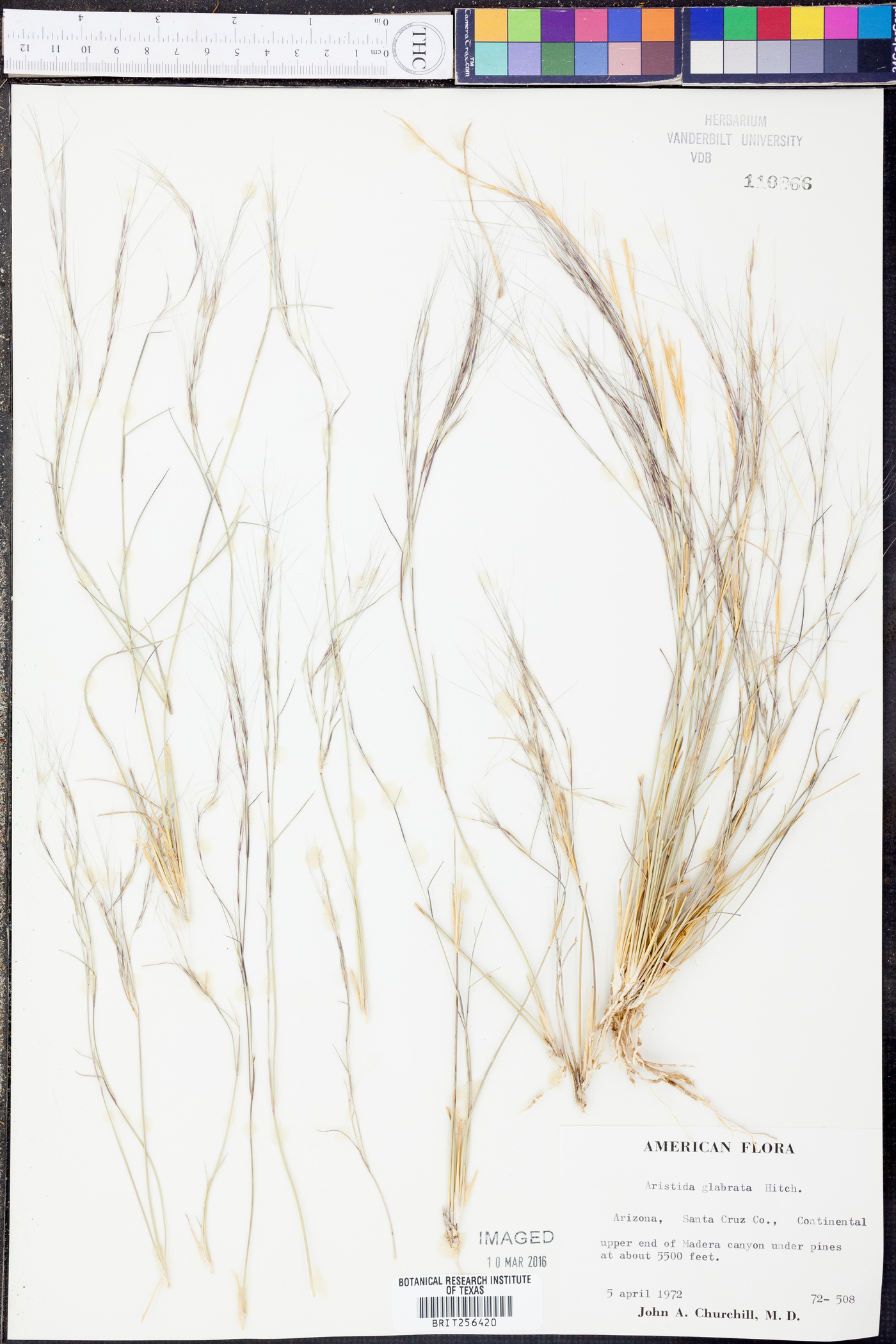 Aristida californica var. glabrata image