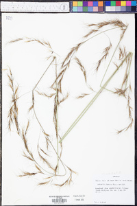 Aristida lanosa image