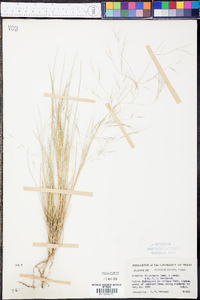 Aristida divaricata image