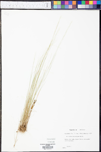 Aristida dichotoma image