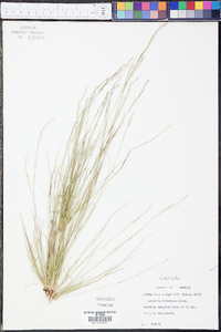 Aristida dichotoma image