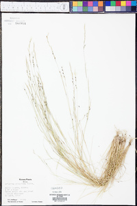 Aristida dichotoma image